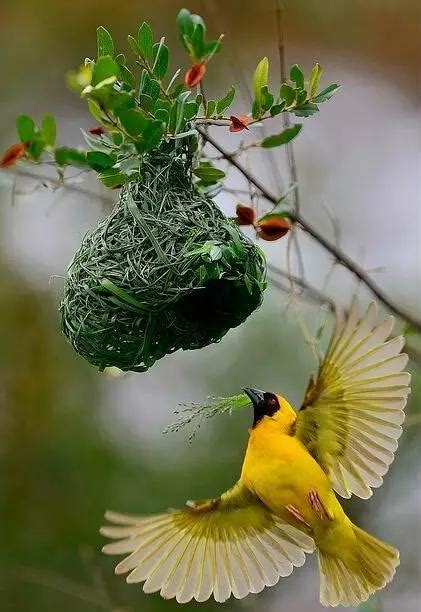鳥兒築巢 甲木代表